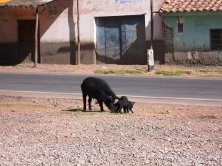 P�sac è un villaggio peruviano situato nella Valle sacra, sul fiume Urubamba._4