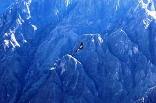Colca Canyon è la terza destinazione più visitata turistica del Perù con circa 120.000 visitatori l'anno. Famosa per il Condor Andino che pu� essere visto da vicino come volano oltre le pareti del canyon._3