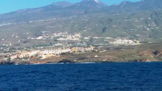 Nuotare con i delfini!_5