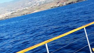 Nuotare con i delfini!_4